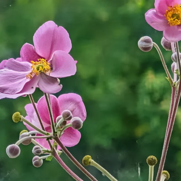 Dinosaur Tail - Picture 2 of 2